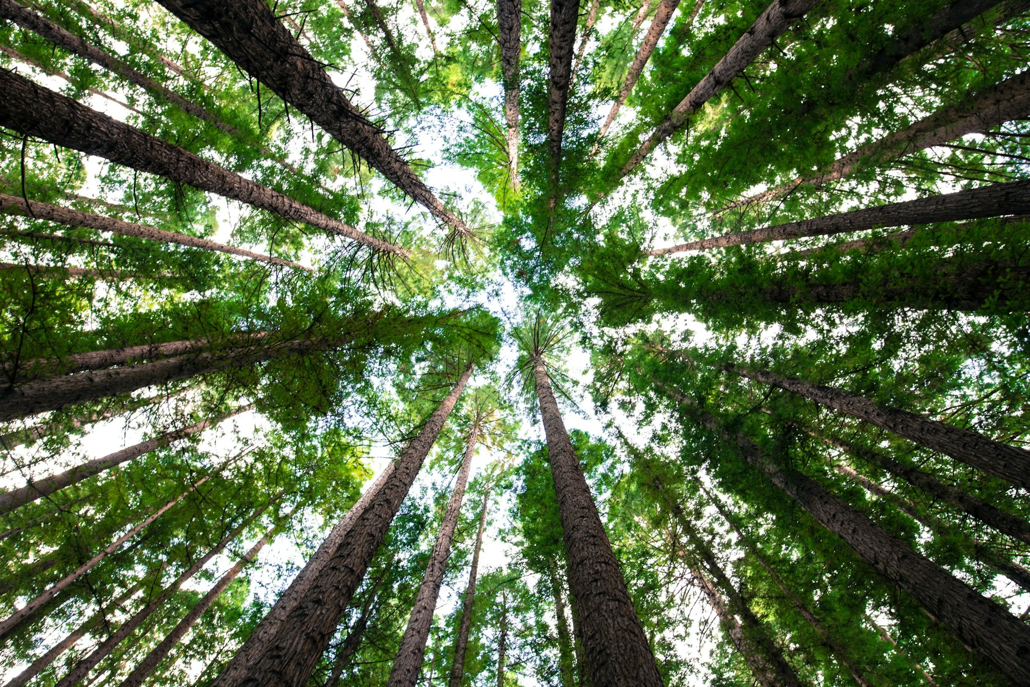 A picture of some trees in a forest